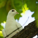 Allontanamento piccioni Roma centro